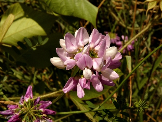 {Coronilla varia}